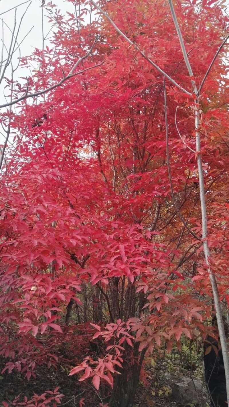 供应东北丛生拧劲槭，拧劲槭圃地苗大量出售