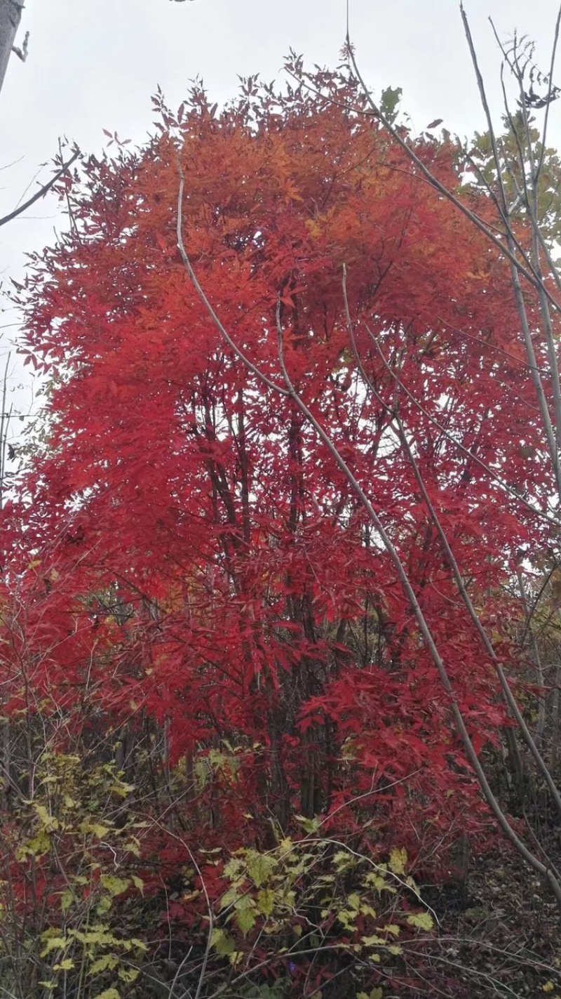 供应东北丛生拧劲槭，拧劲槭圃地苗大量出售