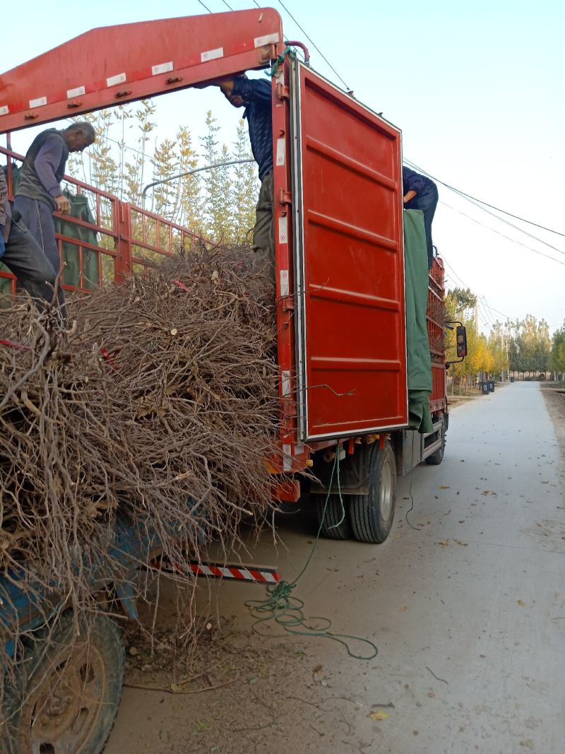 葡萄树淘宝，占地用苗圃直发产量高发货快免费技术指导