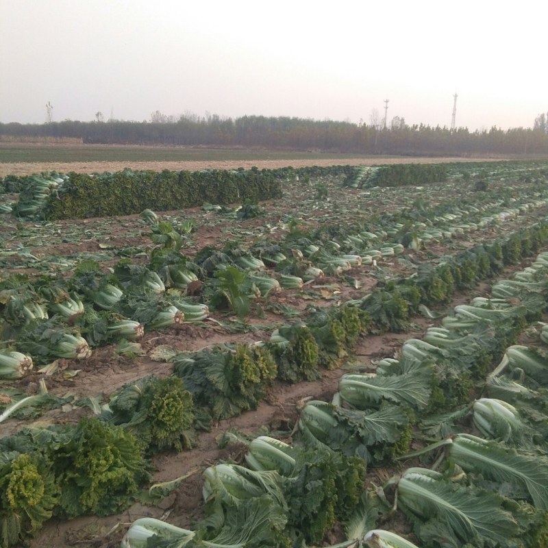 独立青冬储大白菜，北京新三号