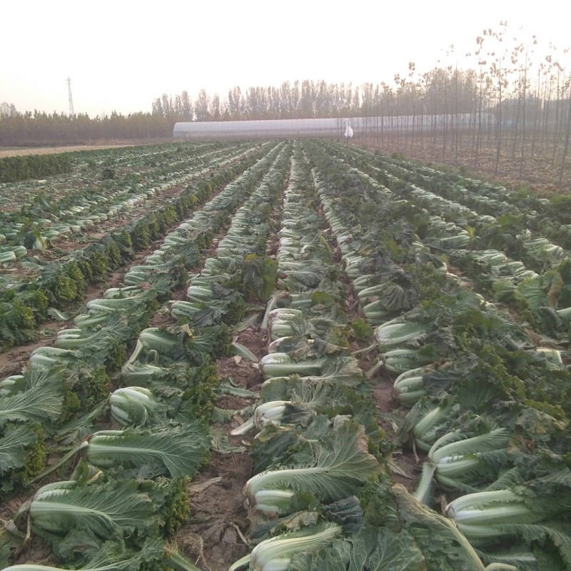 独立青冬储大白菜，北京新三号
