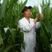 国审玉米种子958，三系制种产量高纯度好适应性强玉米种子