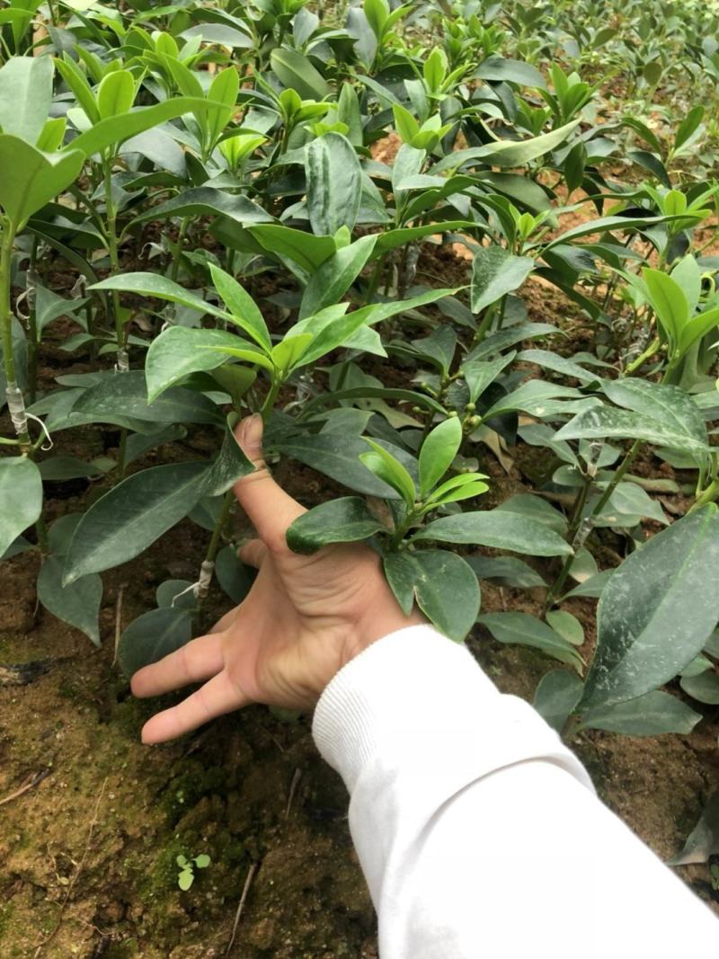 广西藤县古龙镇大红八角嫁接苗优良品种陈平种，罗马种