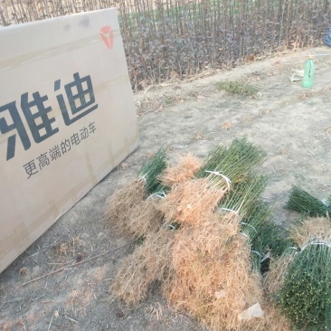 臭杞苗子又称铁篱笆积克苗，货原充足，保质保量。