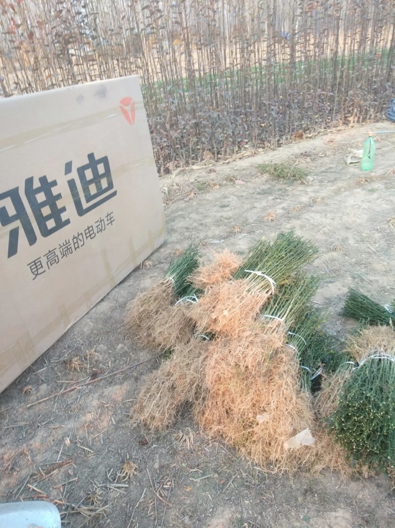 臭杞苗子又称铁篱笆积克苗，货原充足，保质保量。