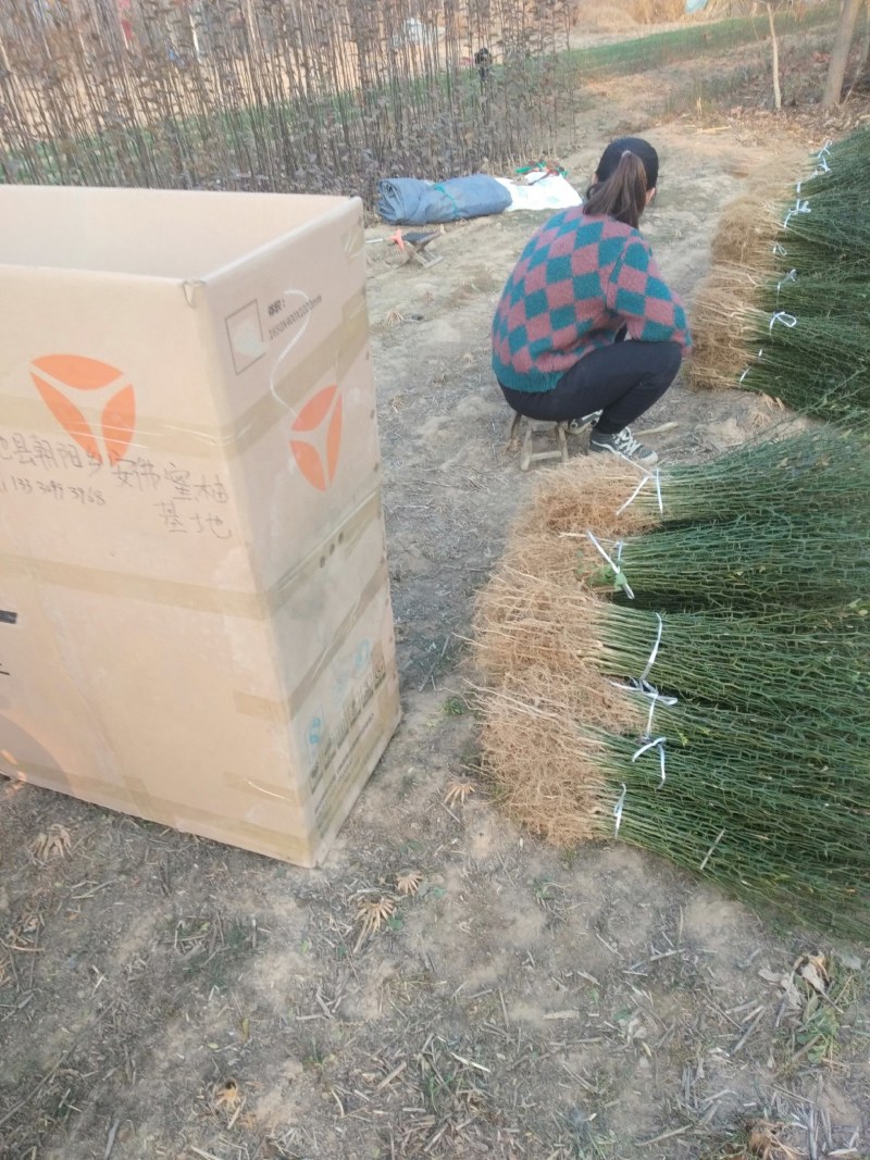 臭杞苗子又称铁篱笆积克苗，货原充足，保质保量。