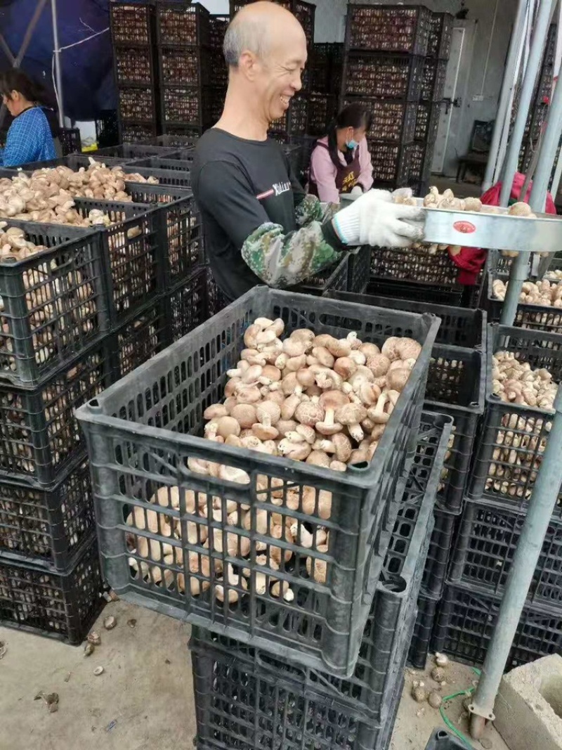 【有好货】小香菇干货冬菇蘑菇干香菇种植基地一手货源批发