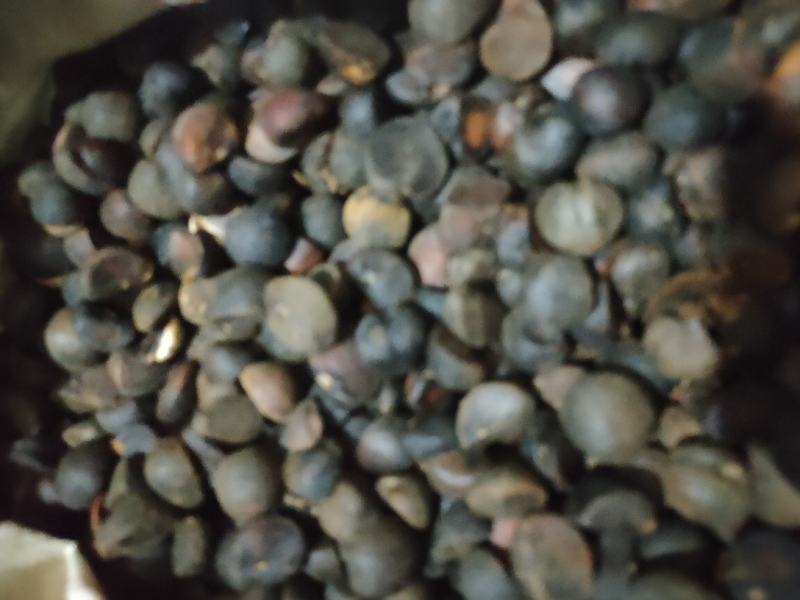 土油茶籽，霜降后的籽
