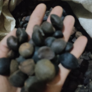 土油茶籽，霜降后的籽