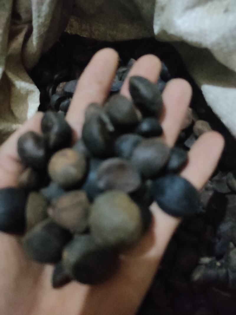 土油茶籽，霜降后的籽