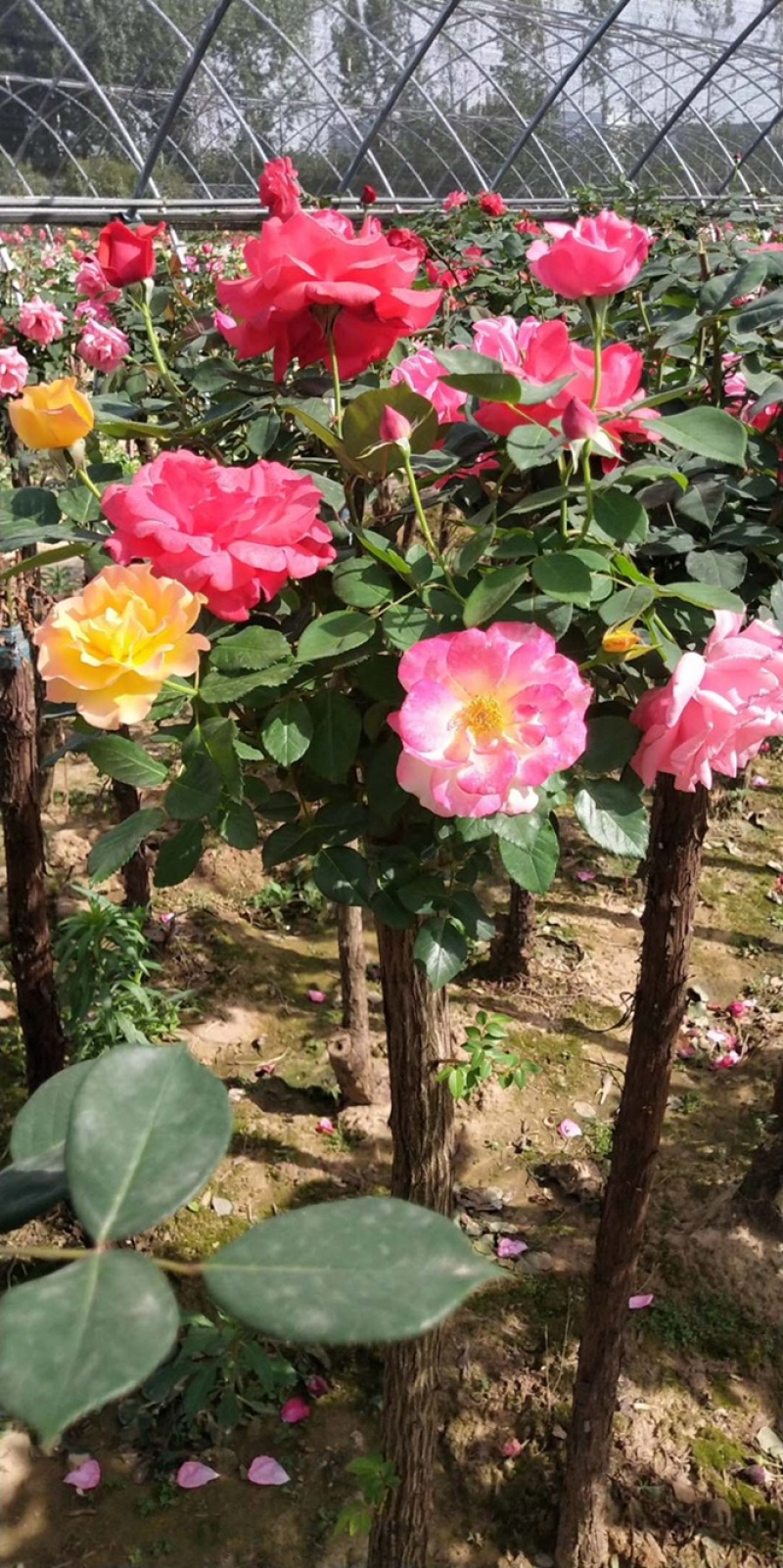 树状月季，树型月季，古桩月季