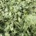 【牛商推荐】豌豆苗，豌豆叶基地种植，质量保证，价格实惠！
