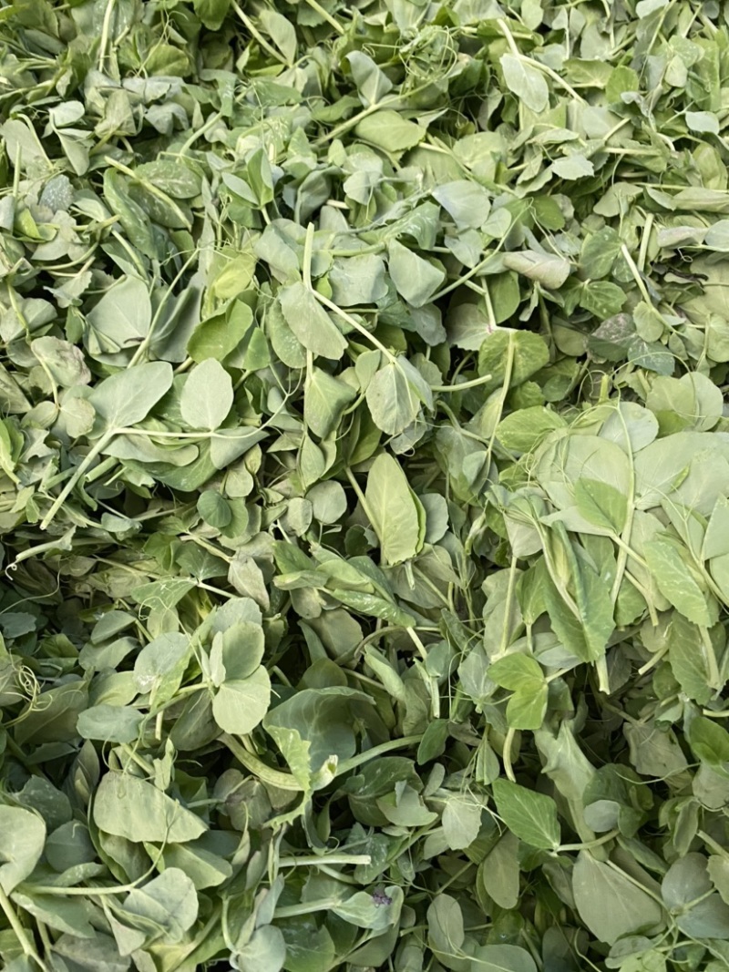 【牛商推荐】豌豆苗，豌豆叶基地种植，质量保证，价格实惠！