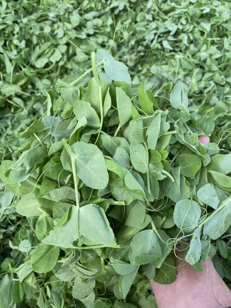 【牛商推荐】豌豆苗，豌豆叶基地种植，质量保证，价格实惠！