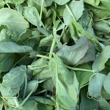 【牛商推荐】豌豆苗，豌豆叶基地种植，质量保证，价格实惠！