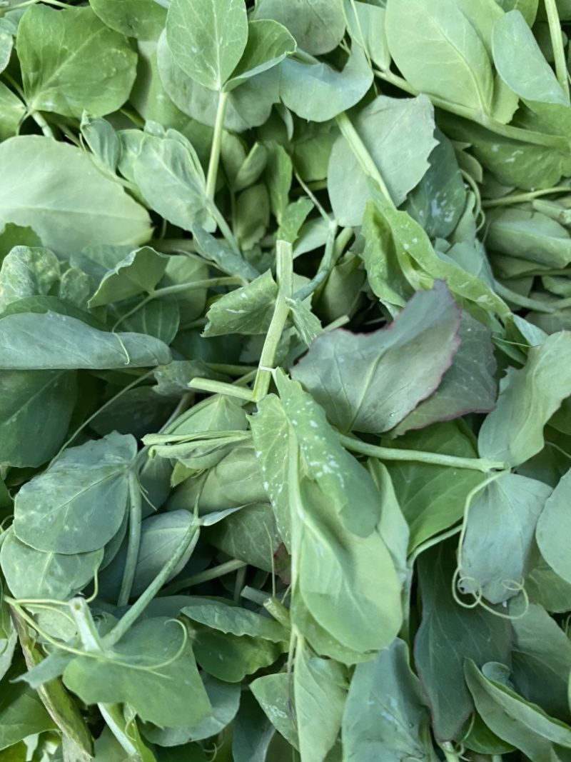 【牛商推荐】豌豆苗，豌豆叶基地种植，质量保证，价格实惠！