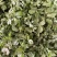 【牛商推荐】豌豆苗，豌豆叶基地种植，质量保证，价格实惠！