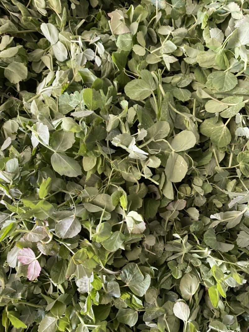 【牛商推荐】豌豆苗，豌豆叶基地种植，质量保证，价格实惠！