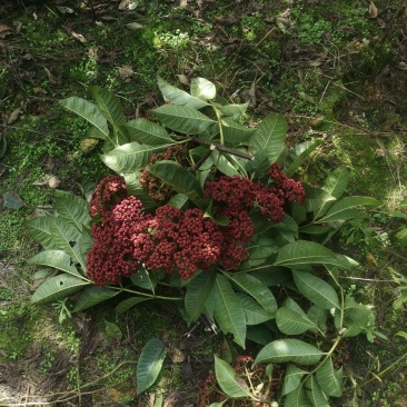 吴茱萸中花品种，棰油子，贵州高原无污染特产吴完全成熟鲜货