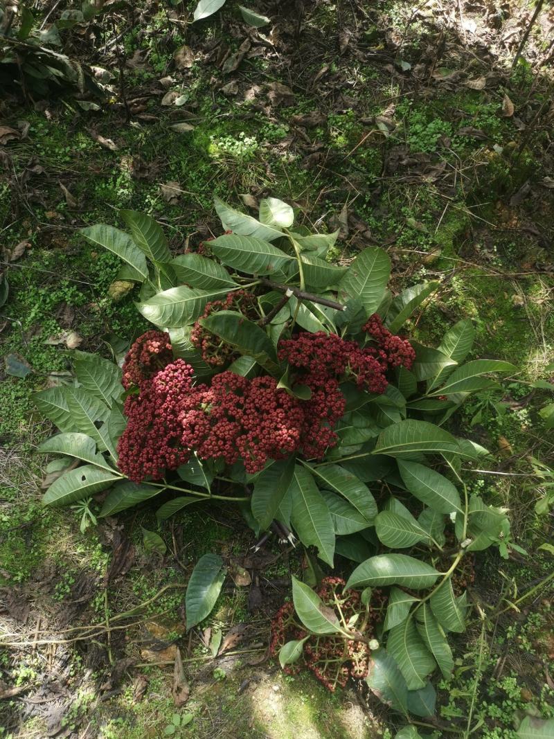 吴茱萸中花品种，棰油子，贵州高原无污染特产吴完全成熟鲜货
