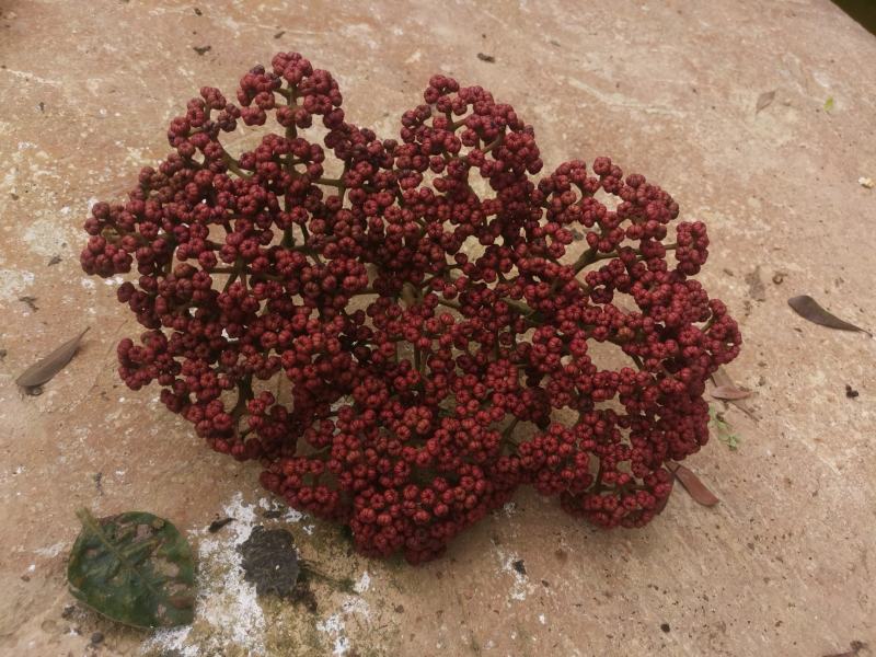 吴茱萸中花品种，棰油子，贵州高原无污染特产吴完全成熟鲜货