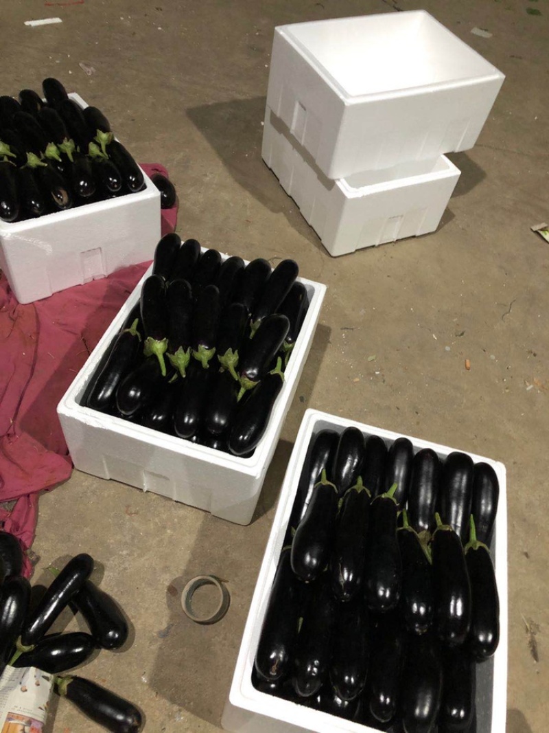 【长茄】山东精品765绿把长茄保质保量产地直供