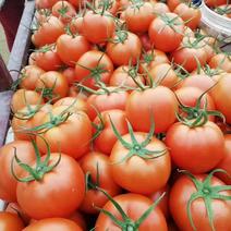 山东省沂水沙瓤西红柿大量供应，现摘现卖质量保证。