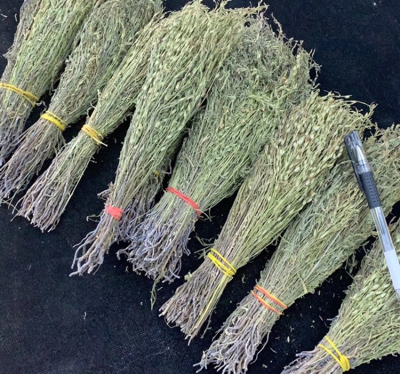 独脚金野生独脚金小孩的金草