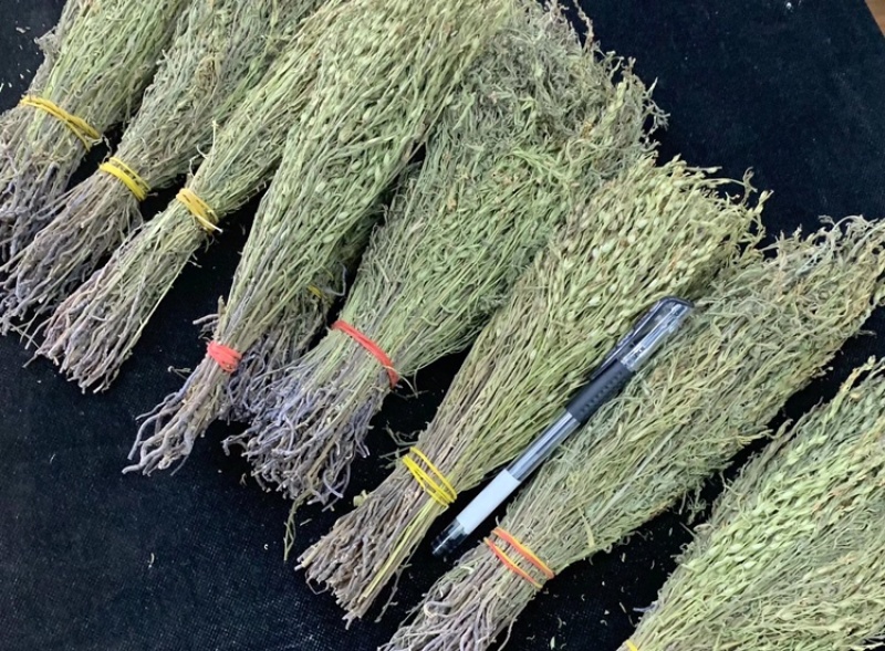 独脚金野生独脚金小孩的金草