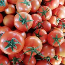 山东大红果，沙瓤西红柿，量大质量保证，供超市市场社区团购