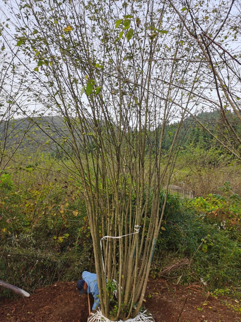 小规格丛生朴树原生拼栽5杆3-5公分丛生朴树
