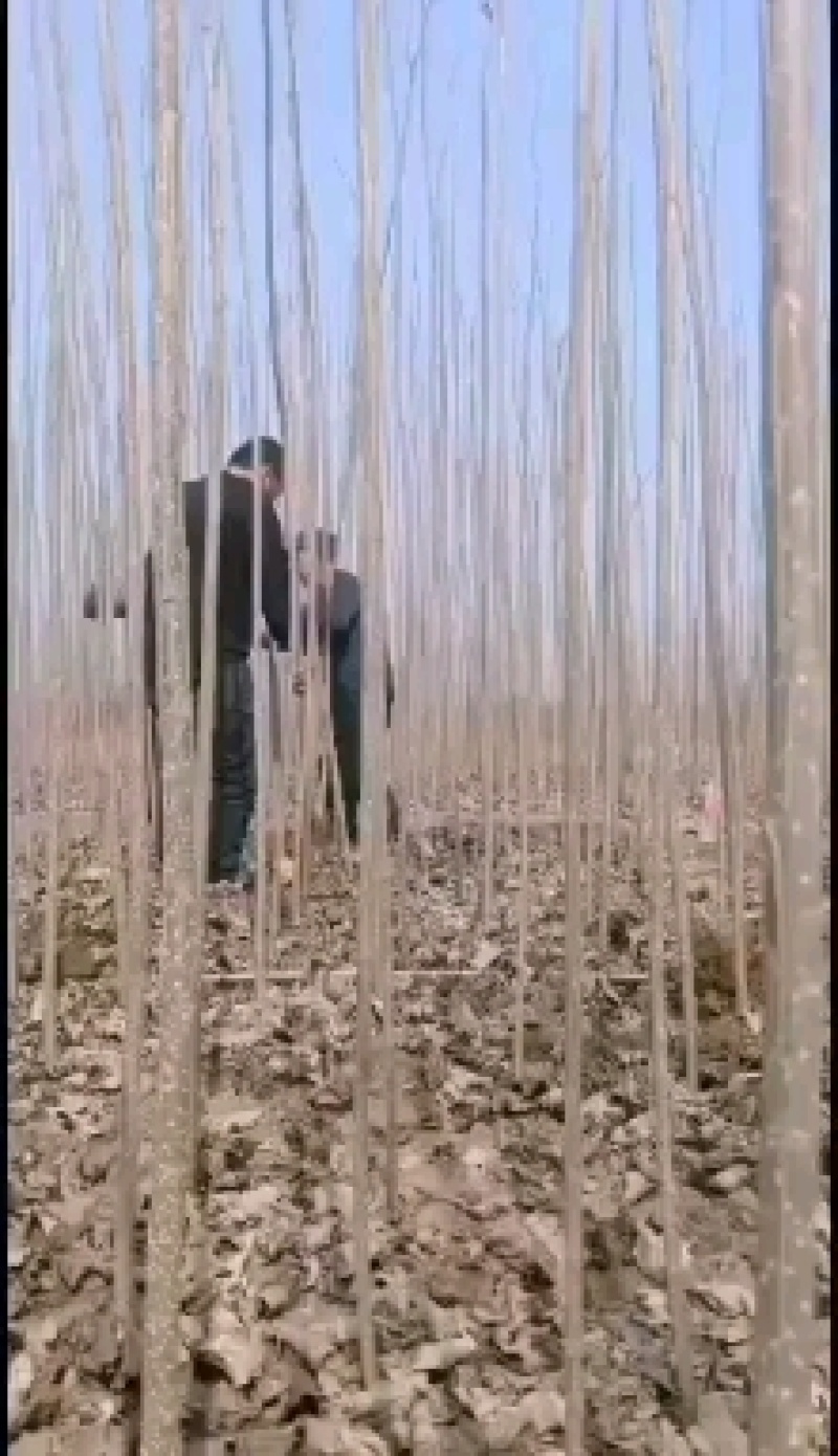 红叶李，各种规格红叶李，保证质量，也可以占地使用，