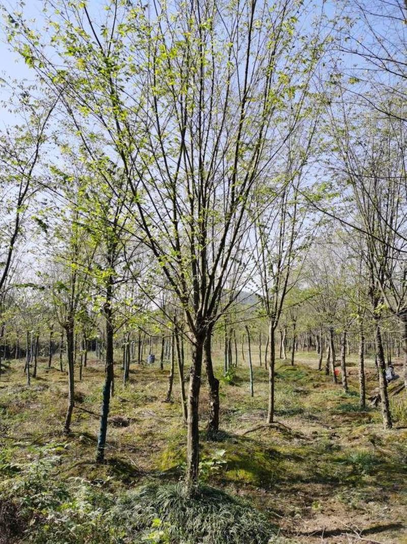 15公分青檀树16公分青檀安徽青檀园林出售青檀树