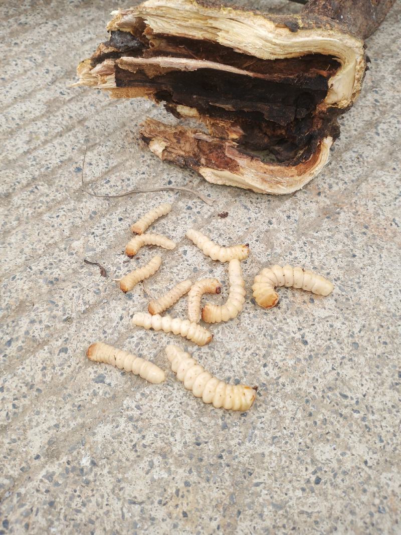 斗米虫（纯野生天然无公害）量大可以给更好的建议