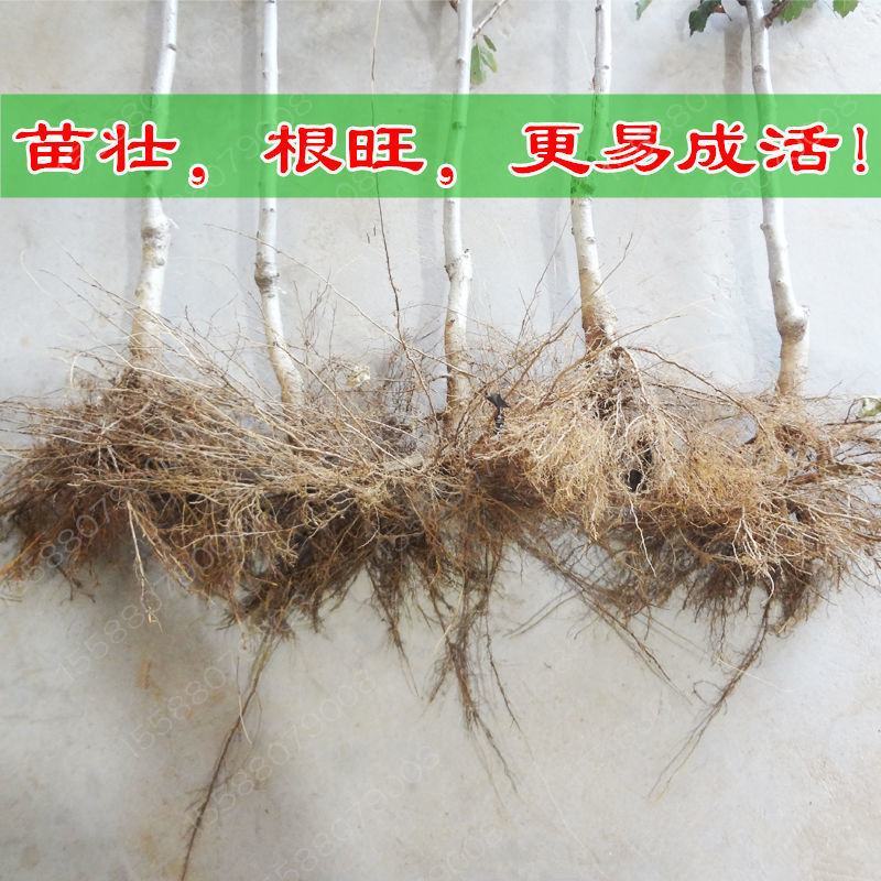 山东黄山楂树苗适合南北方种植现挖现发基地直发质优价廉