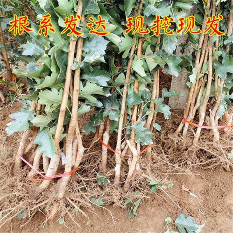 山东黄山楂树苗适合南北方种植现挖现发基地直发质优价廉
