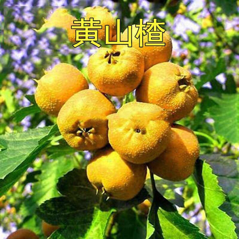 山东黄山楂树苗适合南北方种植现挖现发基地直发质优价廉