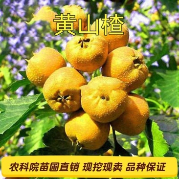 山东黄山楂树苗适合南北方种植现挖现发基地直发质优价廉