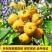 山东黄山楂树苗适合南北方种植现挖现发基地直发质优价廉