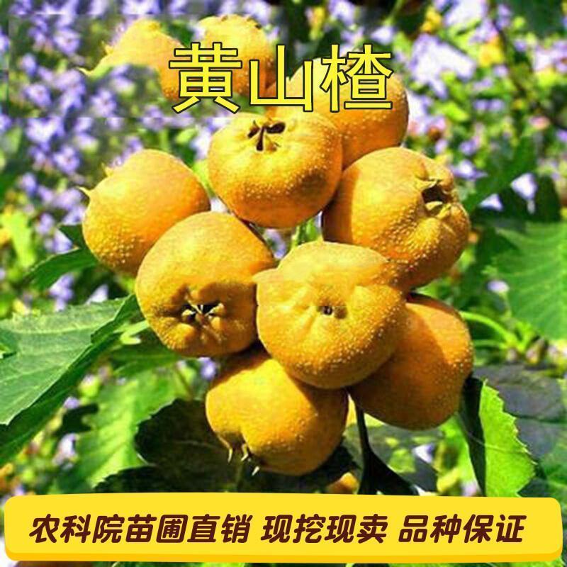 山东黄山楂树苗适合南北方种植现挖现发基地直发质优价廉