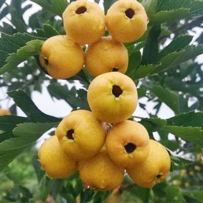山东黄山楂树苗适合南北方种植现挖现发基地直发质优价廉