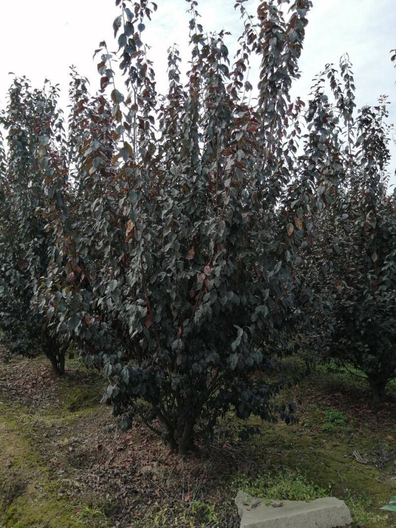 海桐球，精品海桐基地量大，常绿灌木，精品球类，欢迎来电咨