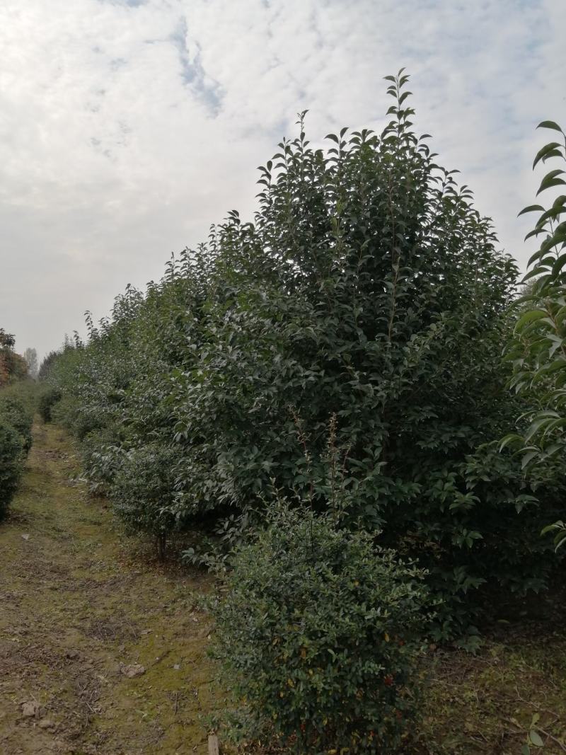 海桐球，精品海桐基地量大，常绿灌木，精品球类，欢迎来电咨