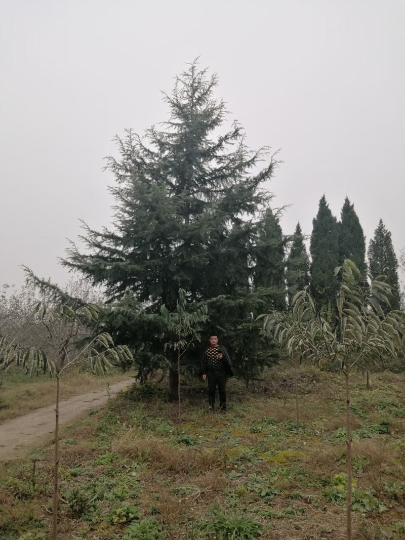 雪松绿化用大雪松四季常绿行道树常绿大乔木
