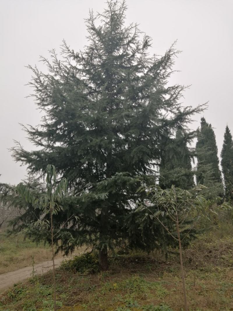 雪松绿化用大雪松四季常绿行道树常绿大乔木