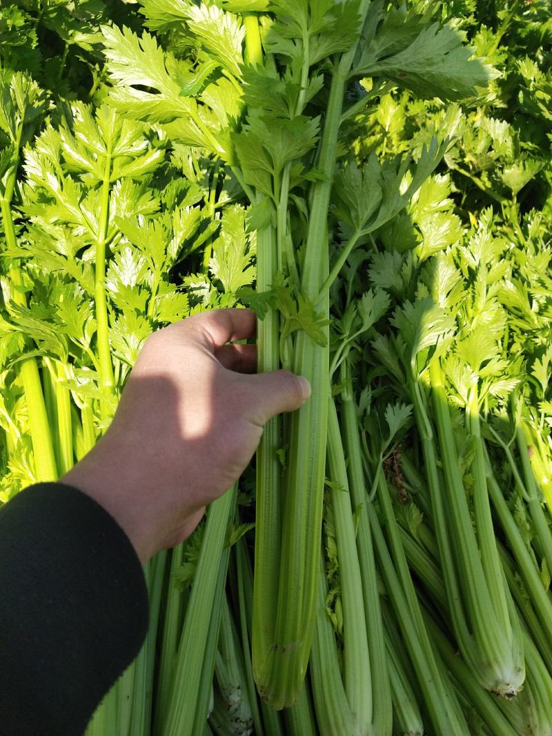 精品芹菜，基地直发，一手货源、有想要的来找我、代发货也行