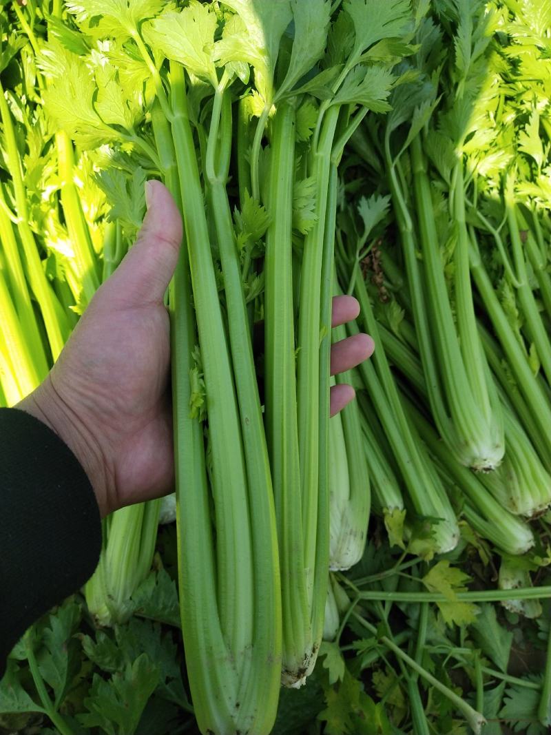 精品芹菜，基地直发，一手货源、有想要的来找我、代发货也行
