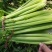 精品芹菜，基地直发，一手货源、有想要的来找我、代发货也行