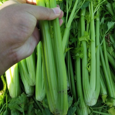 精品芹菜，基地直发，一手货源、有想要的来找我、代发货也行