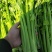 精品芹菜，基地直发，一手货源、有想要的来找我、代发货也行